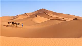 Tuareg With Camel On Sahara Desert