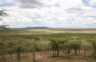 非洲大草原塞伦盖蒂坦桑尼亚非洲