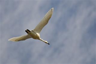 Lone Tundra Swan Flying