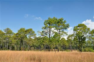 Savannah Meadow And Pine Forest