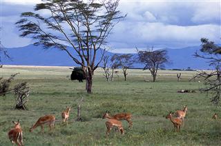 Antelope Savanna Grasslands