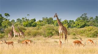 Giraffes And Impalas Grazing