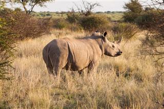 Black Rhino In The Bush