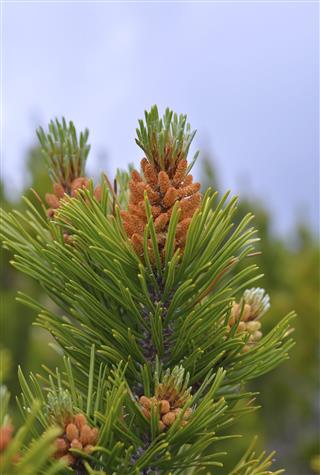 Blooming Mountain Pine Branch