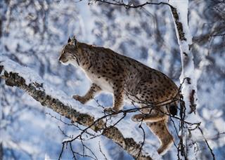Lynx Climbing A Snow Covered Branch