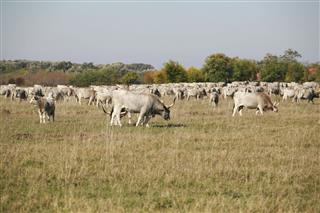Cattle Grazing On Meadow