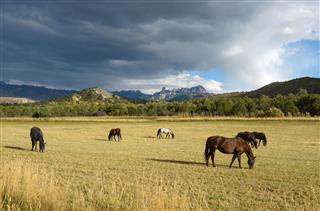 Mountain Horse Ranch