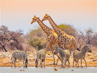 Giraffes And Zebras At Waterhole