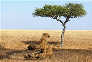 Cheetahs Of Masai Mara National