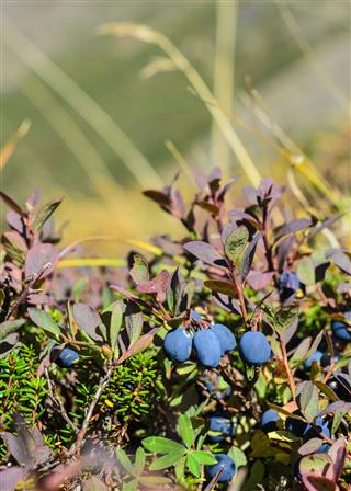 Wild Blueberries In The Tundra