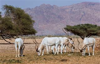 Curved Horned Antelope Addax