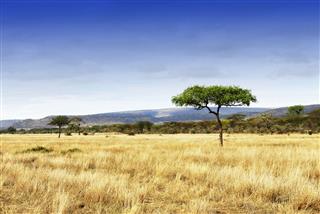 Landscape With Acacia Trees