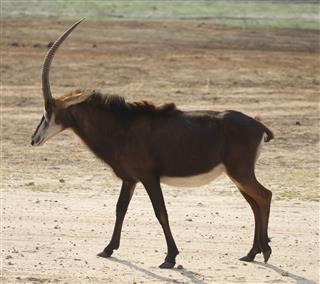 Sable Antelope