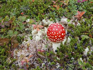 Tundra Mushroom In Summer