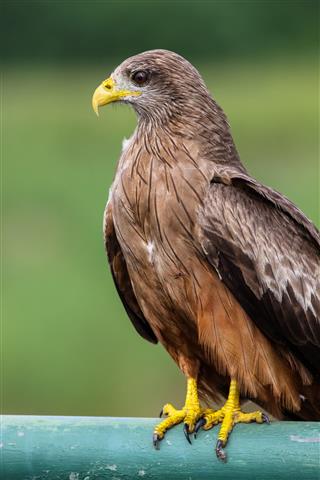 Close Up Of A Yellow Billed Kite