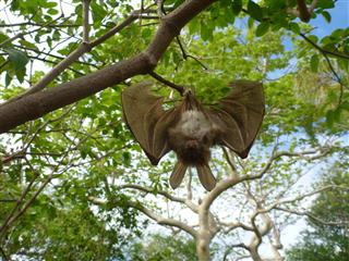 Bat Hanging In Tree