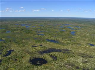 Aerial View Of Forest Tundra