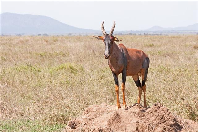 Topi Antelope In Savanna Plain