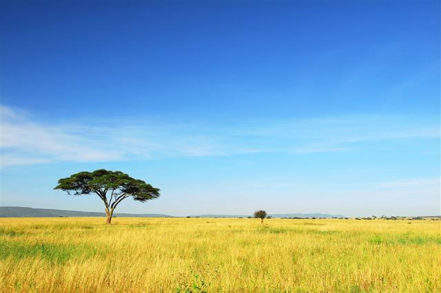 Lone Acacia Tree In National Park