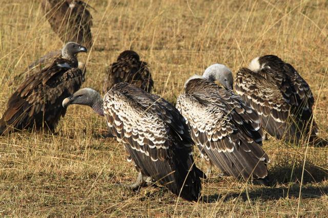 Vultures On The Ground