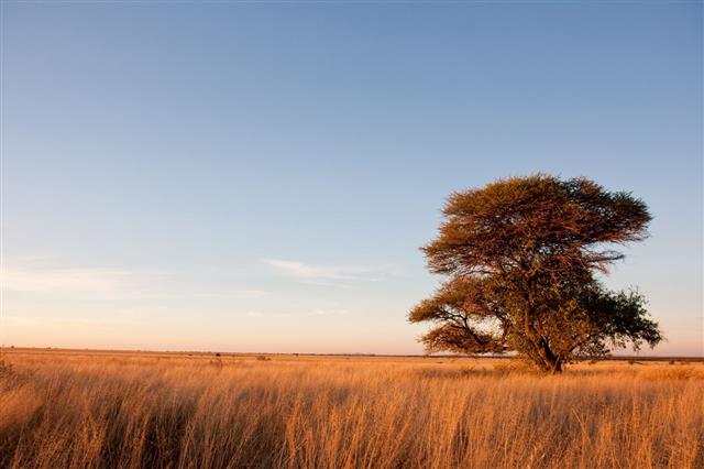 Camelthorn Tree In Africa Savanna