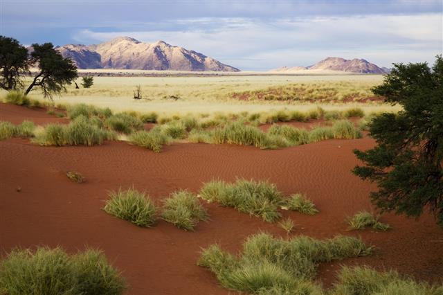 Namibia Prairie Landscape