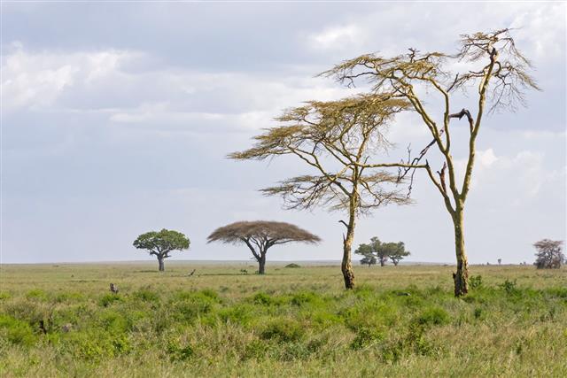 Savanna Plain With Acacia Trees