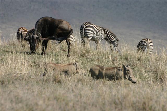 Zebra Wildebeest Savannah Tanzania