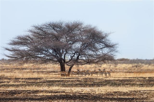 Herd Of Springbok Antelopes