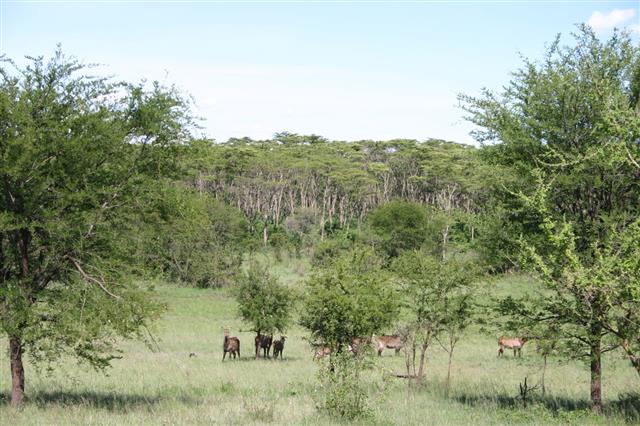 African Savannah With Various Trees