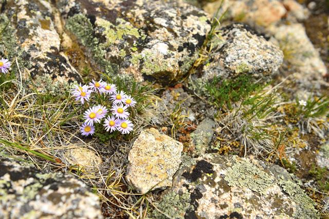 Wild Flowers In Altitude Alpine Tundra