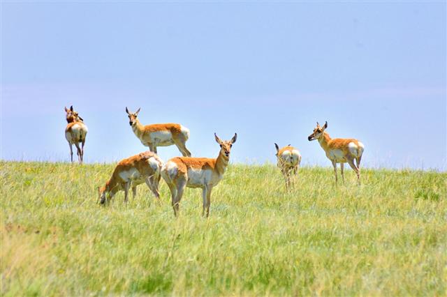 Pronghorn Antelope Herd
