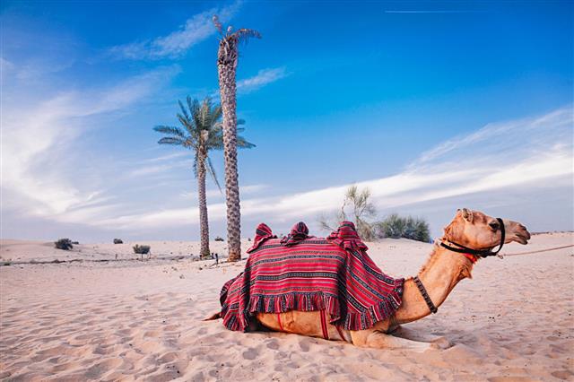 Camel Resting In The Desert