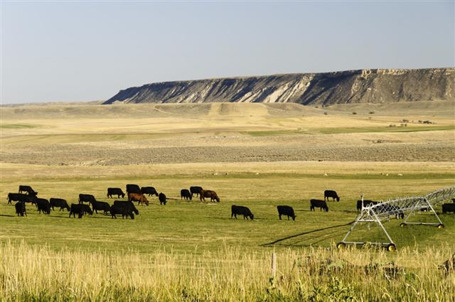 Cows Grazing Wyoming