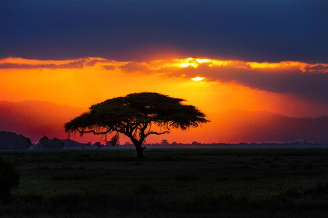 African Tree Silhouette On Sunset
