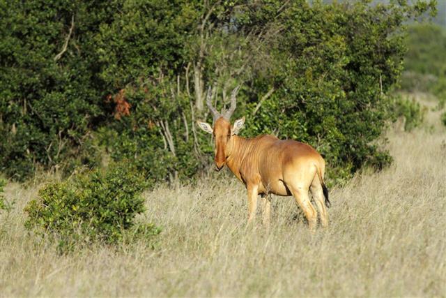 Beautiful Hartebeest Antelope