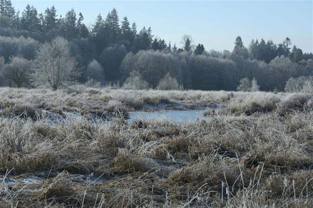 Frozen Pond In The Meadow