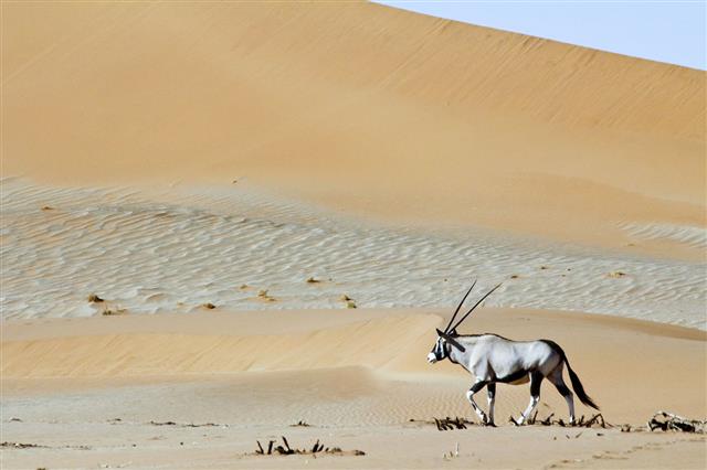 Wandering Dune Of Sossuvlei In Namibia