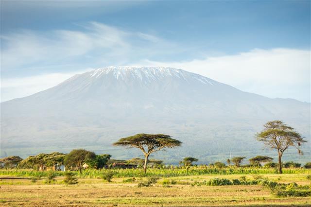 Mt Kilimanjaro And Acacia