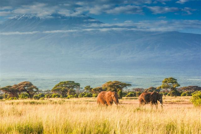 Elephants In Front Of Mount Kilimanjaro