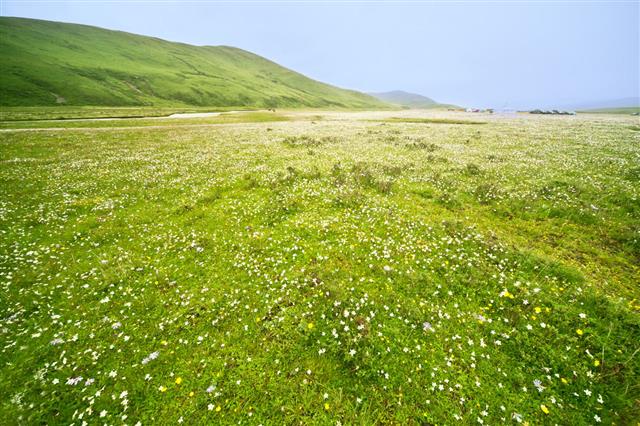 Grassland Scenery