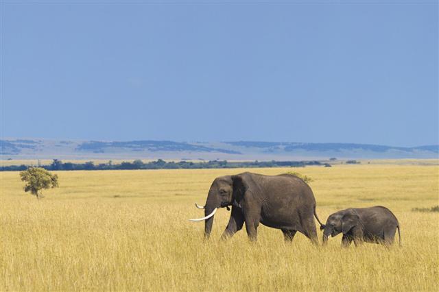 African Elephant With Calf