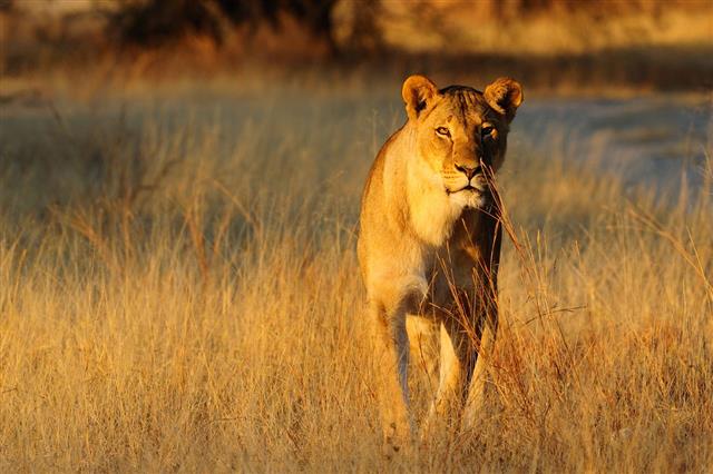 Lioness Standing In The Dry Grass