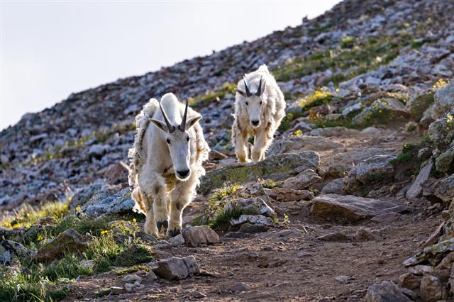 Mountain Goats At High Elevation