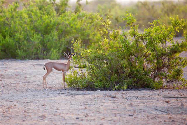 Gazelle On Sir Bani Yas Island