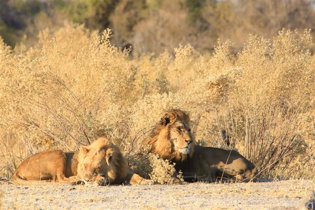 Male Lions In Moremi
