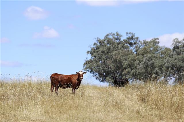 Cows From Mudgee Australia
