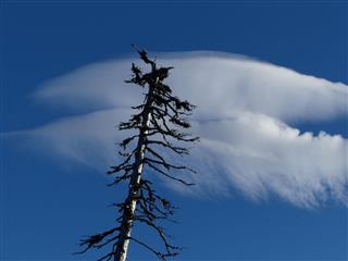 Lenticular Clouds At Mt Rainier