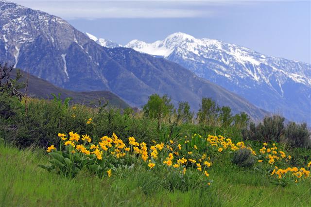 Wasatch Mountains In Spring