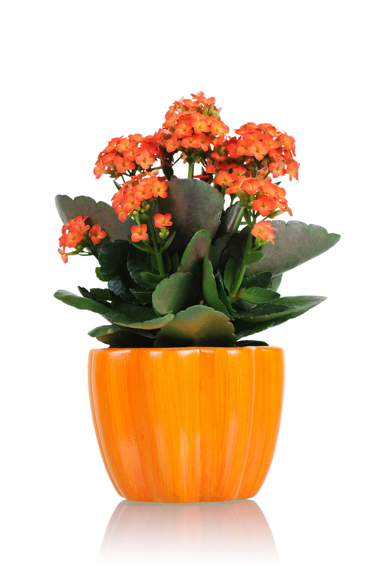 Is Florist Kalanchoe Toxic To Cats - Cyclamen Poisonous To Cats